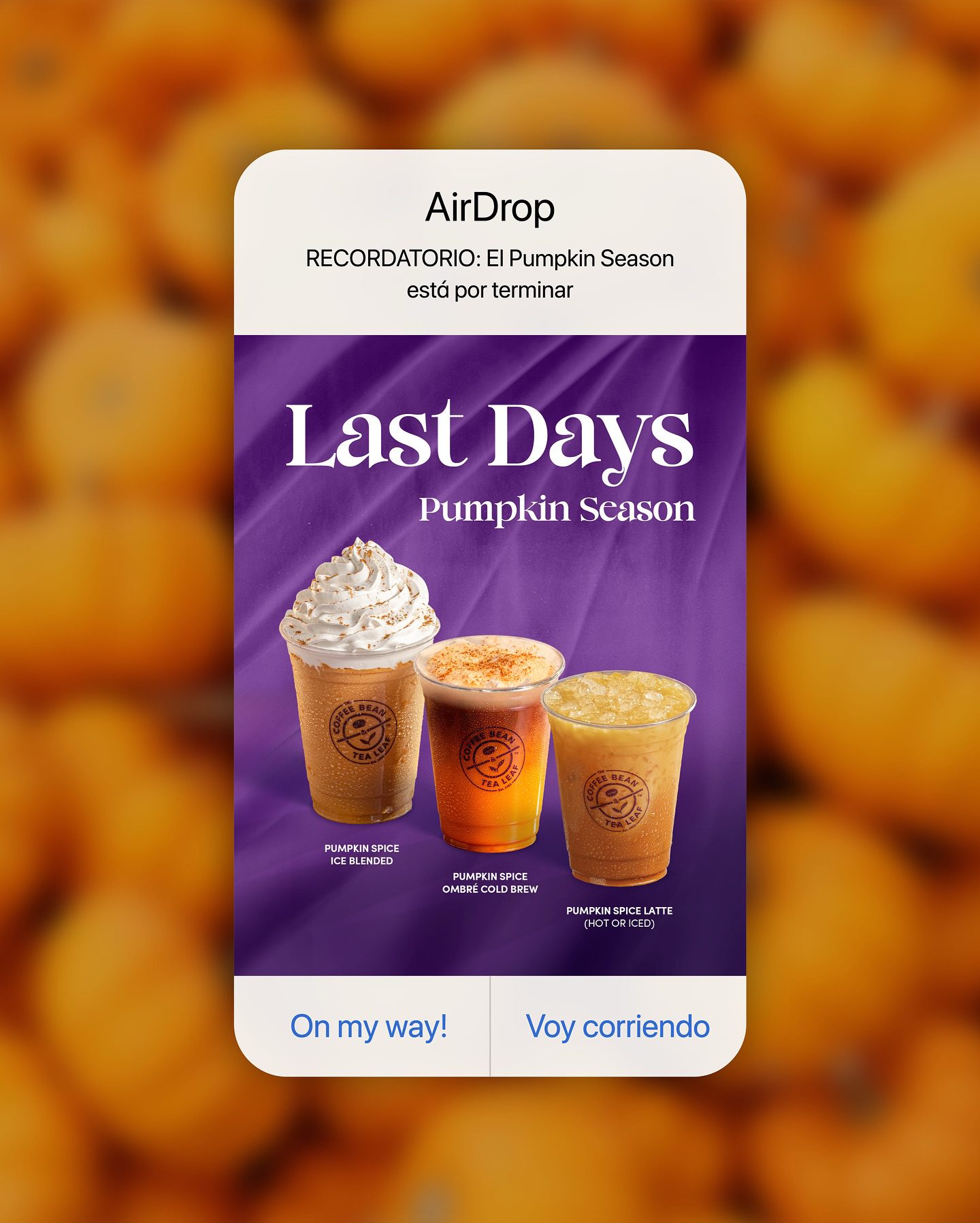 Pumpkin lovers, this is your LAST CALL!🎃😢 Cierra el season disfrutando de tus fall drinks favoritos una última vez!
#coffeebeanpanama #thecoffeebean #panama #fall #seasonal #pumpkin #pumpkinseason #psl #coffeeshop #coffee #coffeelovers #pumpkinspice #lastcall