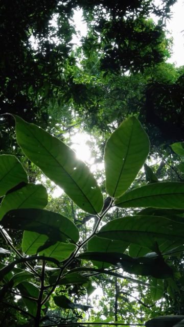 Hoy celebramos el Día de la Tierra con un nuevo ritual consciente🌎
Conoce el nuevo Light Vanilla Latte: vegano, sugar-free y hecho para mindful sipping💜 Consíguelo a partir de hoy!

#coffeebean #panama #earthday #vegan #sugarfree